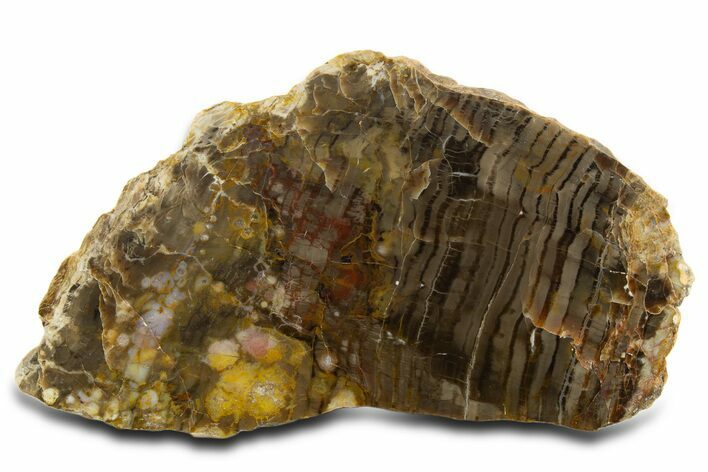 Jurassic Petrified Wood Slab - Henry Mountains, Utah #337720